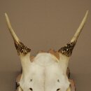 Damhirsch Geweih Höhe 33 cm Dam Hirsch Hirschgeweih auf Birkeschild 72.557