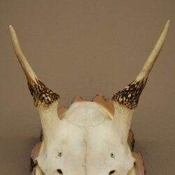 Damhirsch Geweih Höhe 33 cm Dam Hirsch Hirschgeweih auf Birkeschild 72.557
