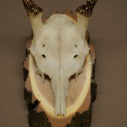 Damhirsch Geweih Höhe 33 cm Dam Hirsch Hirschgeweih auf Birkeschild 72.557