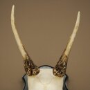 Bois de daim, hauteur 42 cm, bois de daim sur socle de trophée 72.558