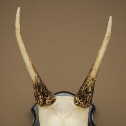 Bois de daim, hauteur 42 cm, bois de daim sur socle de trophée 72.558