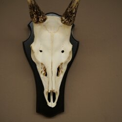 Bois de daim, hauteur 42 cm, bois de daim sur socle de trophée 72.558