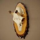 Hauteur des bois de daim : 38 cm. Bois de daim sur socle...
