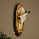 Hauteur des bois de daim : 38 cm. Bois de daim sur socle...
