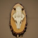 Damhirsch Geweih Höhe 38 cm Dam Hirsch Hirschgeweih auf Birkeschild 72.559