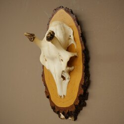 Damhirsch Geweih Höhe 38 cm Dam Hirsch Hirschgeweih auf Birkeschild 72.559
