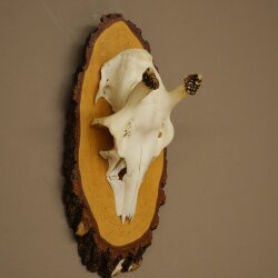 Damhirsch Geweih Höhe 38 cm Dam Hirsch Hirschgeweih auf Birkeschild 72.559