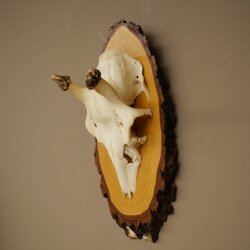 Damhirsch Geweih Höhe 38 cm Dam Hirsch Hirschgeweih auf Birkeschild 72.559