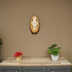 Damhirsch Geweih Höhe 38 cm Dam Hirsch Hirschgeweih auf Birkeschild 72.559