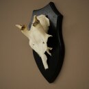 Hauteur des bois de daim : 31 cm. Bois de daim sur socle...