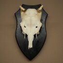 Damhirsch Geweih Höhe 31 cm Dam Hirsch Hirschgeweih auf Trophäenschild 72.560