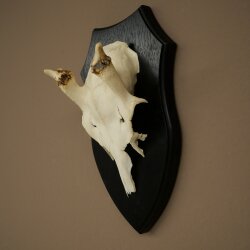 Damhirsch Geweih Höhe 31 cm Dam Hirsch Hirschgeweih auf Trophäenschild 72.560
