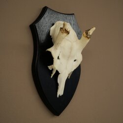 Damhirsch Geweih Höhe 31 cm Dam Hirsch Hirschgeweih auf Trophäenschild 72.560