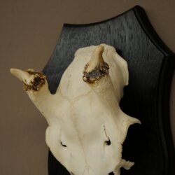 Damhirsch Geweih Höhe 31 cm Dam Hirsch Hirschgeweih auf Trophäenschild 72.560
