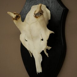 Damhirsch Geweih Höhe 31 cm Dam Hirsch Hirschgeweih auf Trophäenschild 72.560