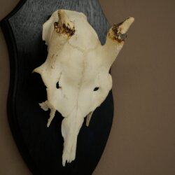 Damhirsch Geweih Höhe 31 cm Dam Hirsch Hirschgeweih auf Trophäenschild 72.560