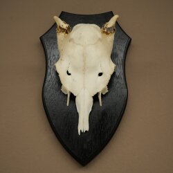 Damhirsch Geweih Höhe 31 cm Dam Hirsch Hirschgeweih auf Trophäenschild 72.560