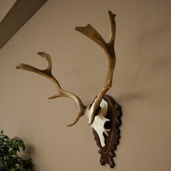 Hert, geweihoogte 58 cm, hert, hertengewei op een gesneden trofeeplaat 72.561