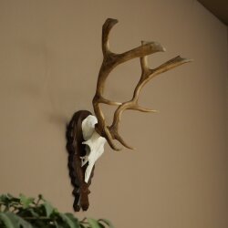 Hert, geweihoogte 58 cm, hert, hertengewei op een gesneden trofeeplaat 72.561
