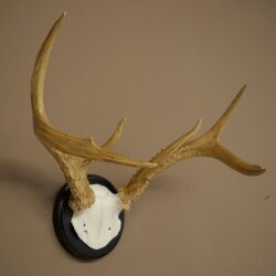 Corna di cervo di Weisswedel su base per trofei, altezza 26 cm
