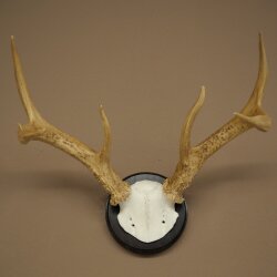 Corna di cervo di Weisswedel su base per trofei, altezza 26 cm