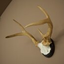 Weisswedel Hirsch Geweih auf Trophäenschild Höhe 26 cm 76.25