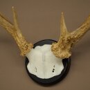 Weisswedel Hirsch Geweih auf Trophäenschild Höhe 26 cm 76.25