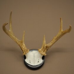 Weisswedel Hirsch Geweih auf Trophäenschild Höhe 26 cm 76.25