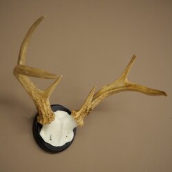 Weisswedel Hirsch Geweih auf Trophäenschild Höhe 26 cm 76.25