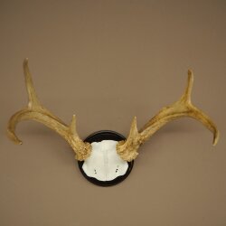 Weisswedel Hirsch Geweih auf Trophäenschild Höhe 26 cm 76.25