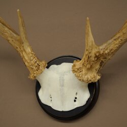 Weisswedel Hirsch Geweih auf Trophäenschild Höhe 26 cm 76.25