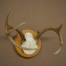Bois de cerf de Weisswedel sur socle à...