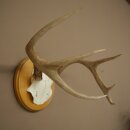 Bois de cerf de Weisswedel sur socle à...