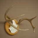 Weisswedel Hirsch Geweih auf Trophäenschild Höhe 22 cm 76.26