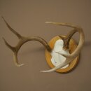 Weisswedel Hirsch Geweih auf Trophäenschild Höhe 22 cm 76.26