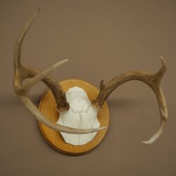 Weisswedel Hirsch Geweih auf Trophäenschild Höhe 22 cm 76.26