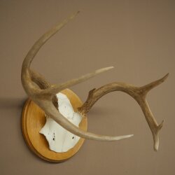 Weisswedel Hirsch Geweih auf Trophäenschild Höhe 22 cm 76.26
