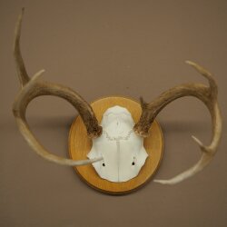 Weisswedel Hirsch Geweih auf Trophäenschild Höhe 22 cm 76.26