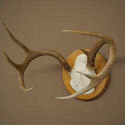 Weisswedel Hirsch Geweih auf Trophäenschild Höhe 22 cm 76.26
