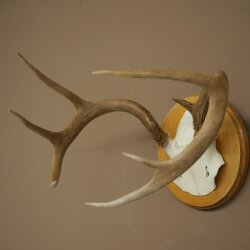 Weisswedel Hirsch Geweih auf Trophäenschild Höhe 22 cm 76.26