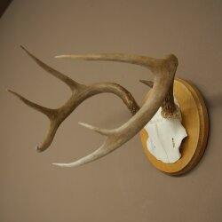 Weisswedel Hirsch Geweih auf Trophäenschild Höhe 22 cm 76.26
