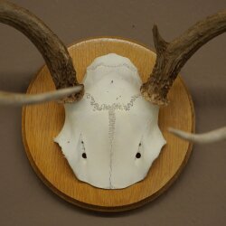 Weisswedel Hirsch Geweih auf Trophäenschild Höhe 22 cm 76.26