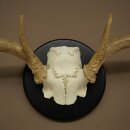 Weisswedel-hertengewei op trofeeschild, hoogte 28 cm 76,27