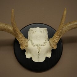 Weisswedel-hertengewei op trofeeschild, hoogte 28 cm 76,27