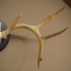 Weisswedel-hertengewei op trofeeschild, hoogte 28 cm 76,27