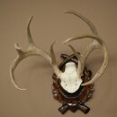 Bois de cerf de Weisswedel sur un socle sculpté,...