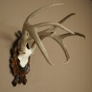 Bois de cerf de Weisswedel sur un socle sculpté,...