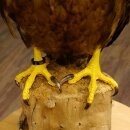 Weißkopfseeadler Jungtier Jungkleid Adler...