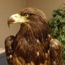 Weißkopfseeadler Jungtier Jungkleid Adler Präparat Vogel mit Genehmigung zum Verkauf