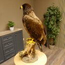 Weißkopfseeadler Jungtier Jungkleid Adler Präparat Vogel mit Genehmigung zum Verkauf